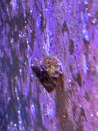 snegl