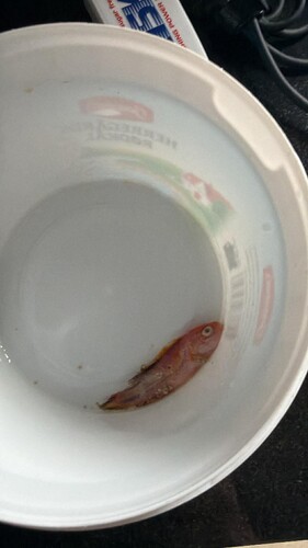 Dead fish