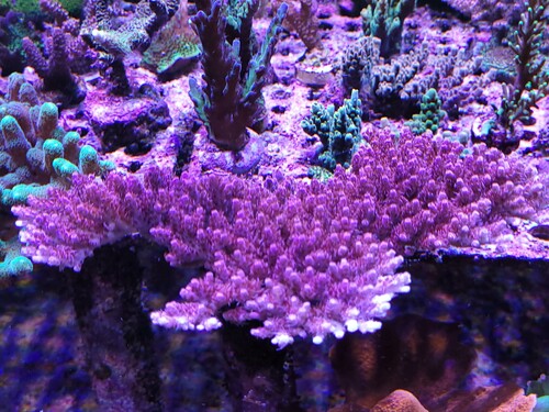 Den samme Acropora "Tyree Pinky the bear" som den så ud i går, den 22.02.26