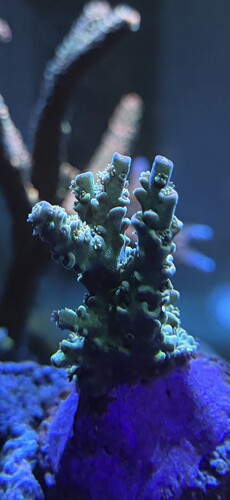 IMG_0818.jpeg