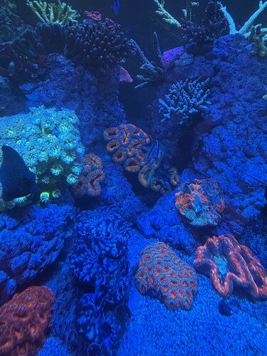 IMG_5753.jpeg