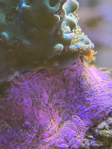 IMG_0906.jpeg