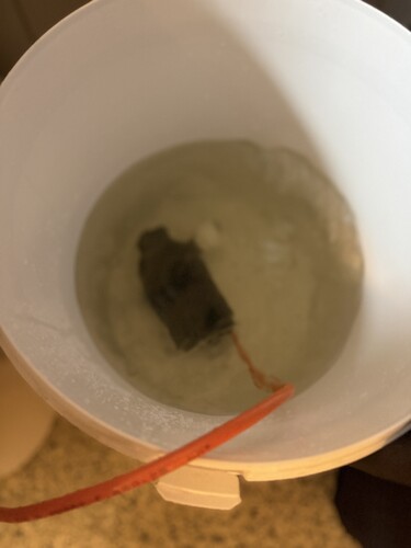 IMG_0929.jpeg