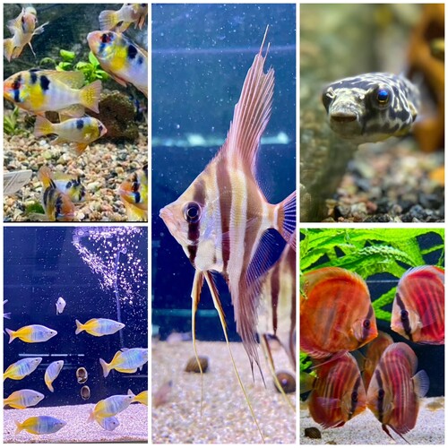 collage_export_3062C54E-E1DA-4A62-B061-01FBF063D6AB.jpeg