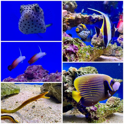collage_export_22B60F53-FE05-488A-AB4F-7ABB234C1904.jpeg