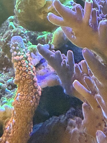 IMG_1024.jpeg