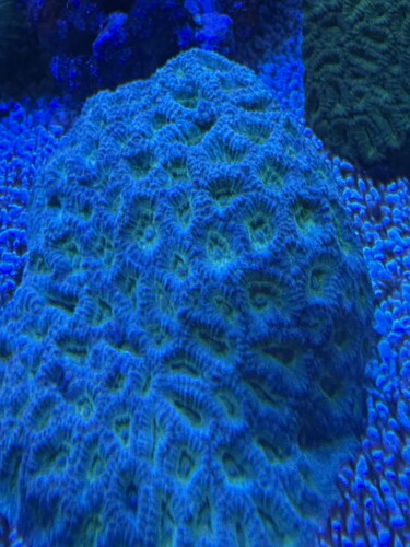 IMG_6020.jpeg