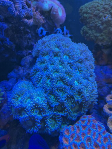 IMG_6016.jpeg