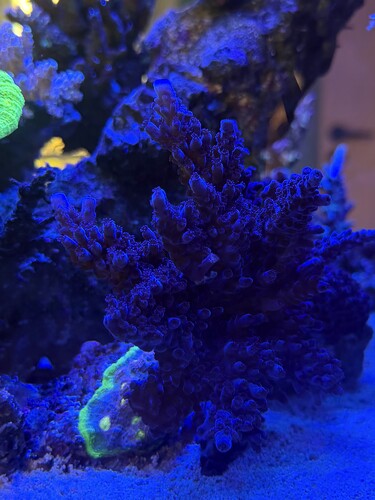 IMG_1082.jpeg