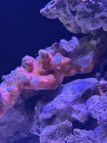 IMG_1765.jpeg