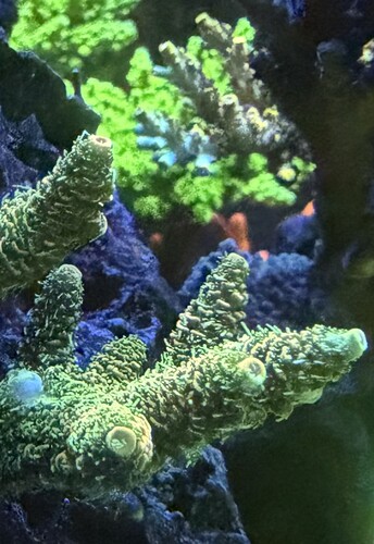 IMG_1211.jpeg