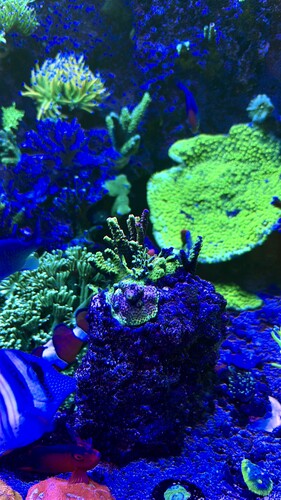 AquaCam_FC775596.jpeg