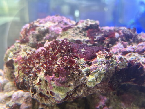 IMG_2050.jpeg