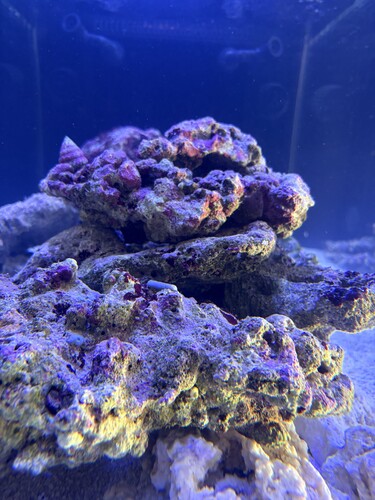 IMG_2061.jpeg
