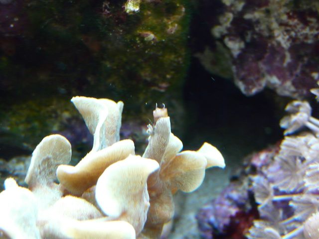 Snegl2.JPG