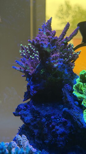 IMG_2011.jpeg