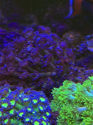 AquaCam_55713AA2.jpeg