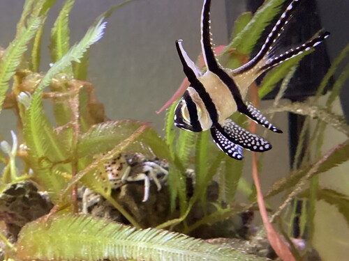 IMG_5312.jpeg