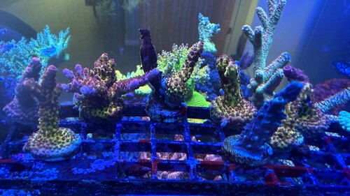 IMG_2167.jpeg