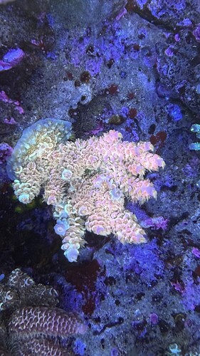 IMG_2245.jpeg