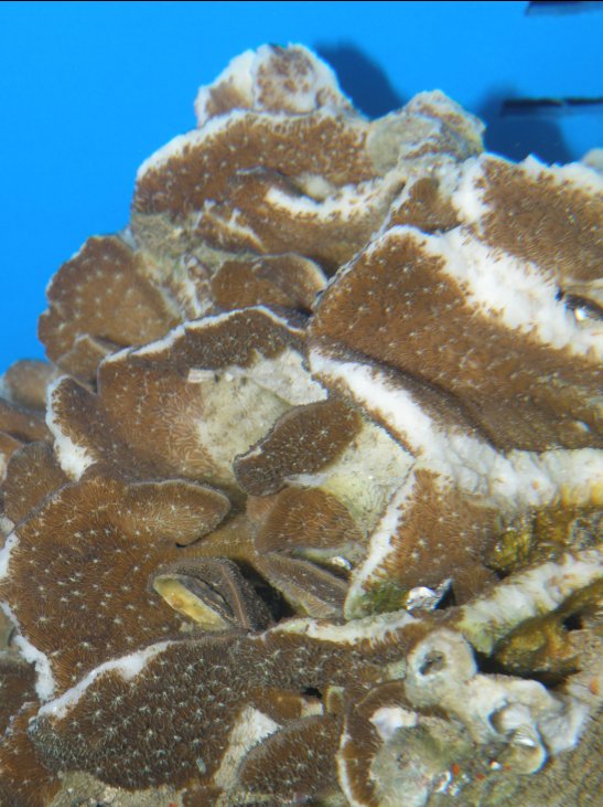 Coral.jpg