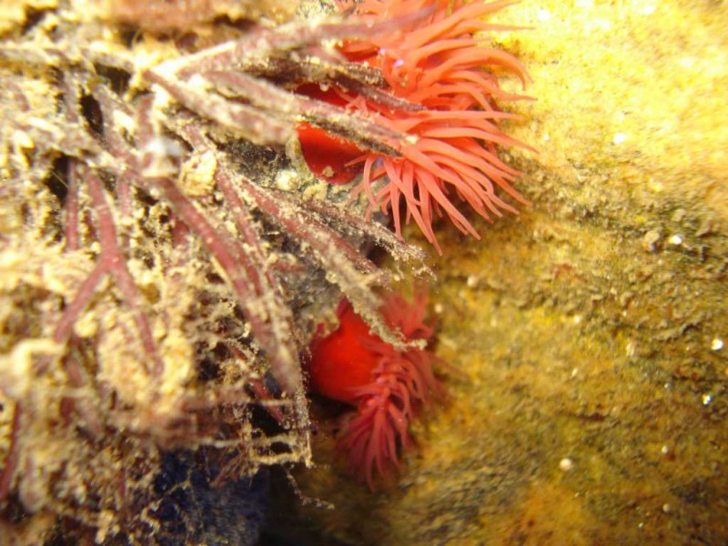 Actinia aquina