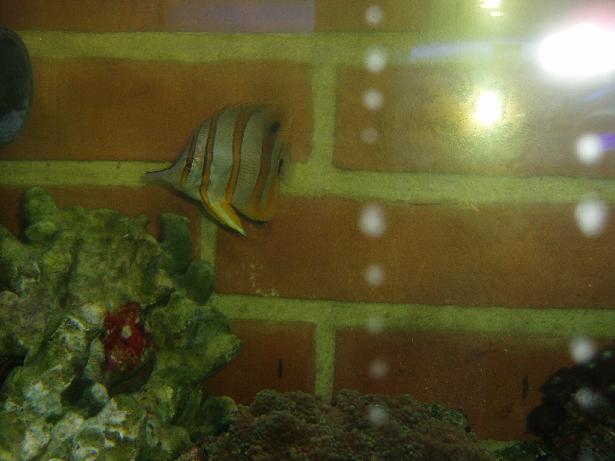 Pincetfisk.JPG