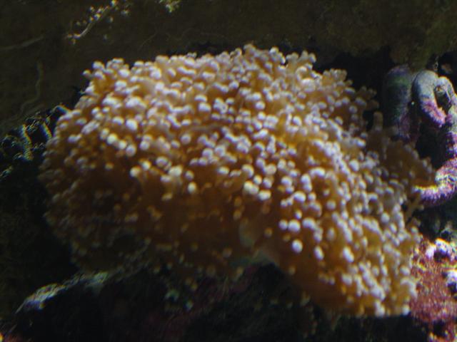 brun-lyserød hammer.JPG