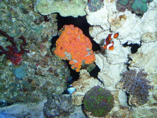 solkoral 002 (Small).jpg