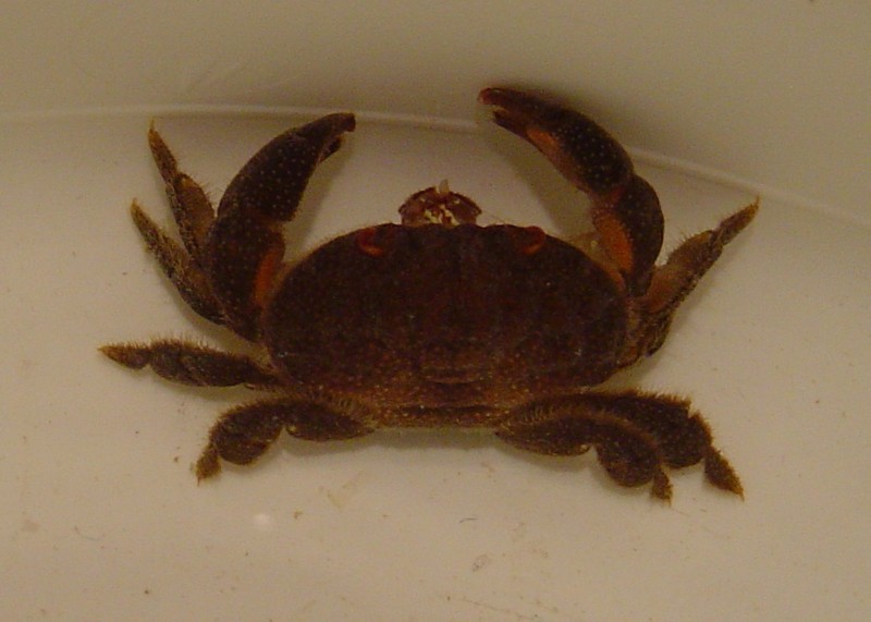 Krabbe