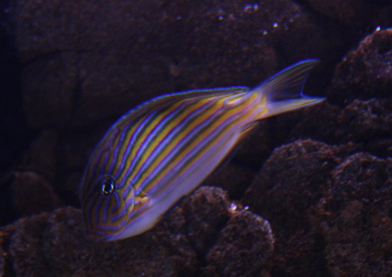 Billede 062.jpg