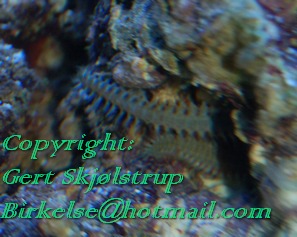 DSC_0007164-1.jpg