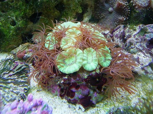 Fotograf - Michael<br />Billede titel - Caulastrea Furcata &amp; Acrossota amboinensis<br />Sted - 128L<br />Kamera - Ricoh Caplio RX