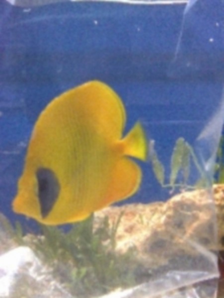 kejser fisk.jpg