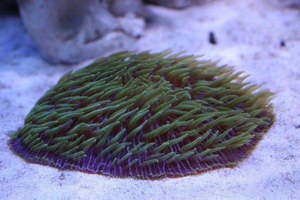 Fungia 1.jpg