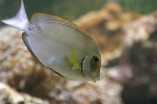 Acanthurus xanthopterus.jpg