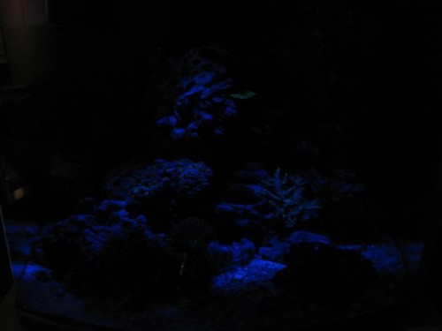 Billede 006 (Small).jpg
