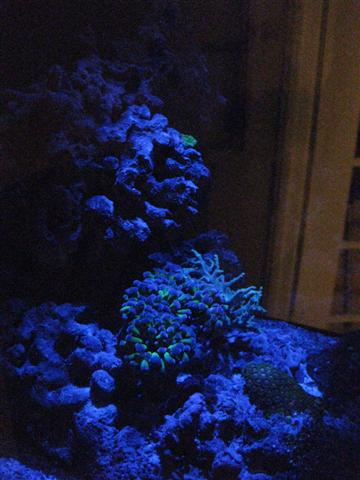 Billede 013 (Small).jpg