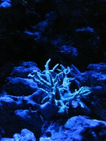 Billede 019 (Small).jpg