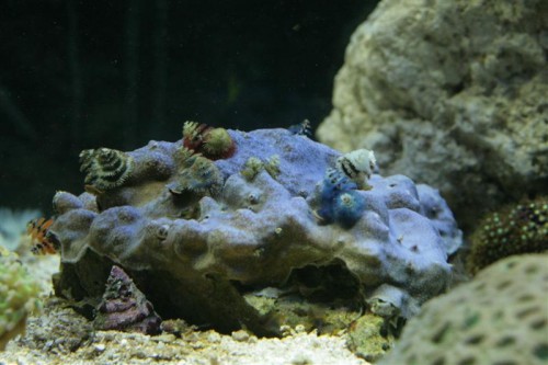 Porites sp blå