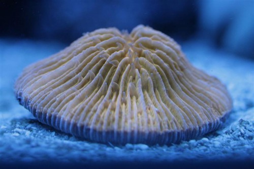 Fungia orange (Medium).jpg