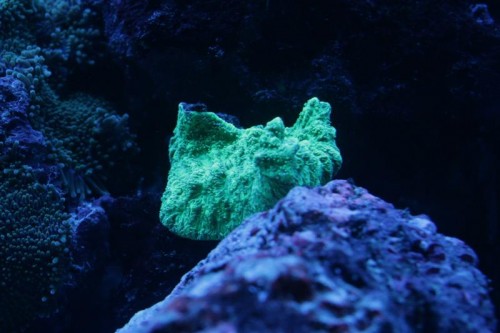Hydnopora (Medium).jpg