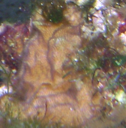 koral2