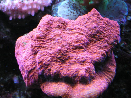 forum pic 96.jpg