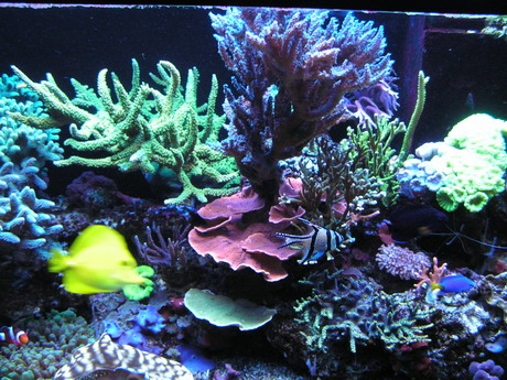 forum pic 100.jpg