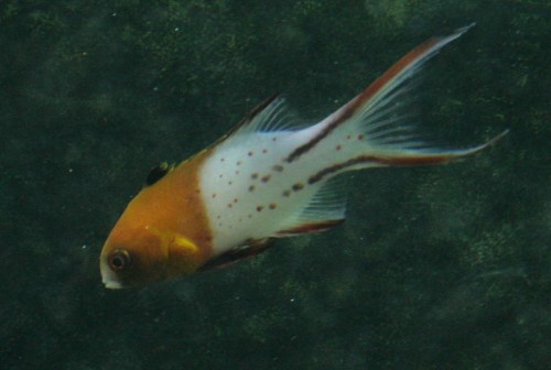 Lyrehale1 (Large).jpg