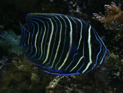 navarchus (Large).jpg