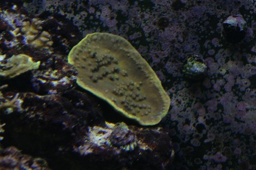 Turbinaria reniformis (Large).JPG