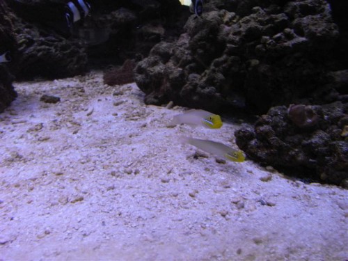 Mine nye sandspisere