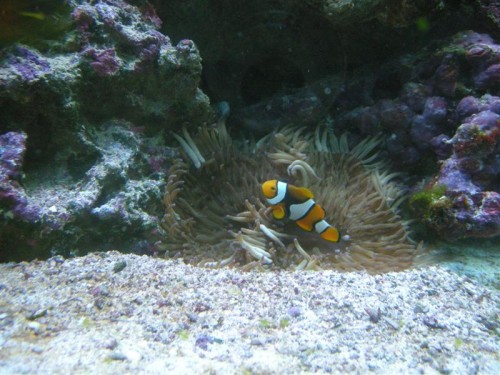 Det er så billedet af den før omtalte anemone